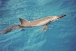 Dolfijn bij Mauritius.jpg